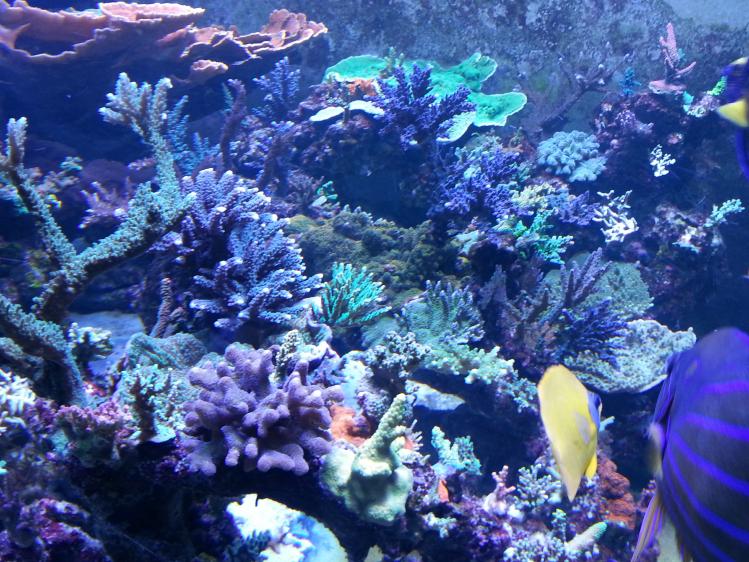 reef 212.jpg