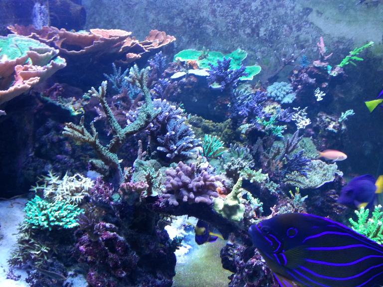 reef 214.jpg