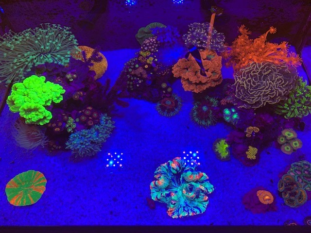 Reef 3.jpg