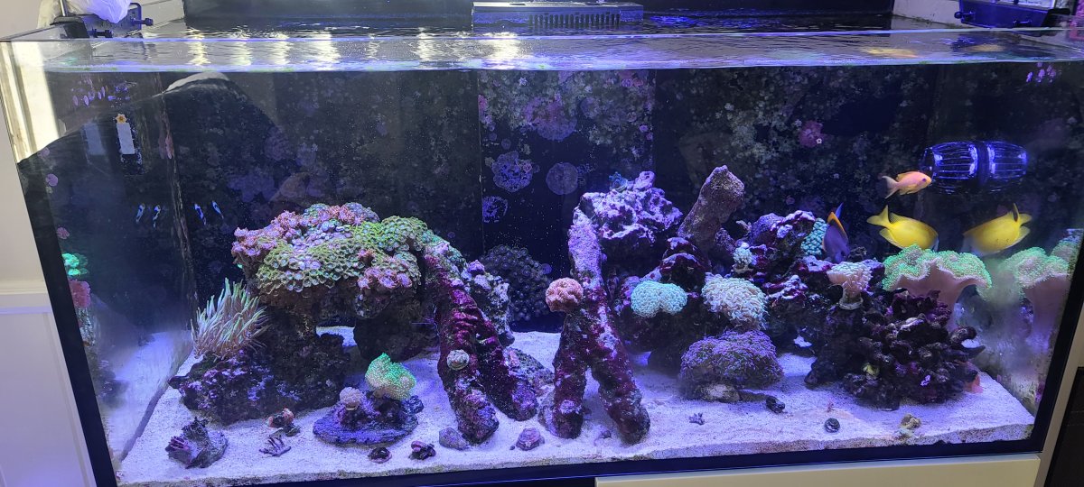 reef 3.jpg