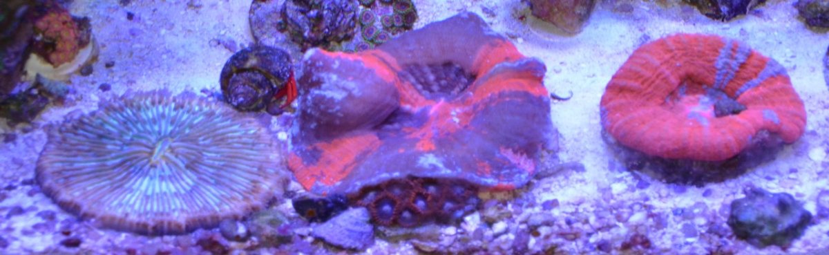 Reef - 3.jpg