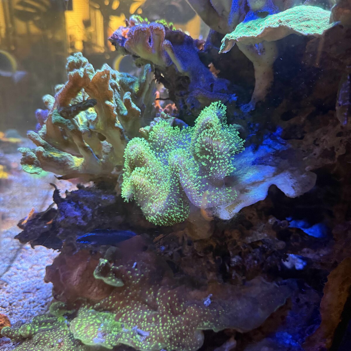 Reef 3.jpg