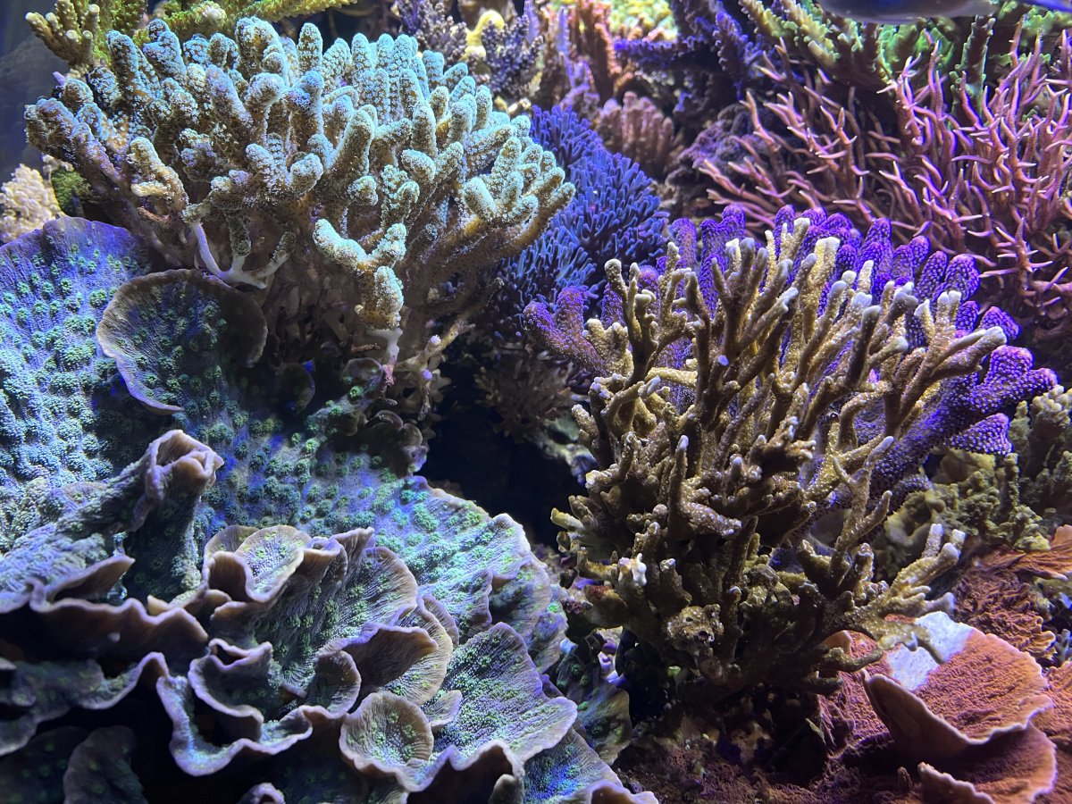 Reef Spotlight - REEF OF THE MONTH - May 2023: Ancient Mariner's 100 ...