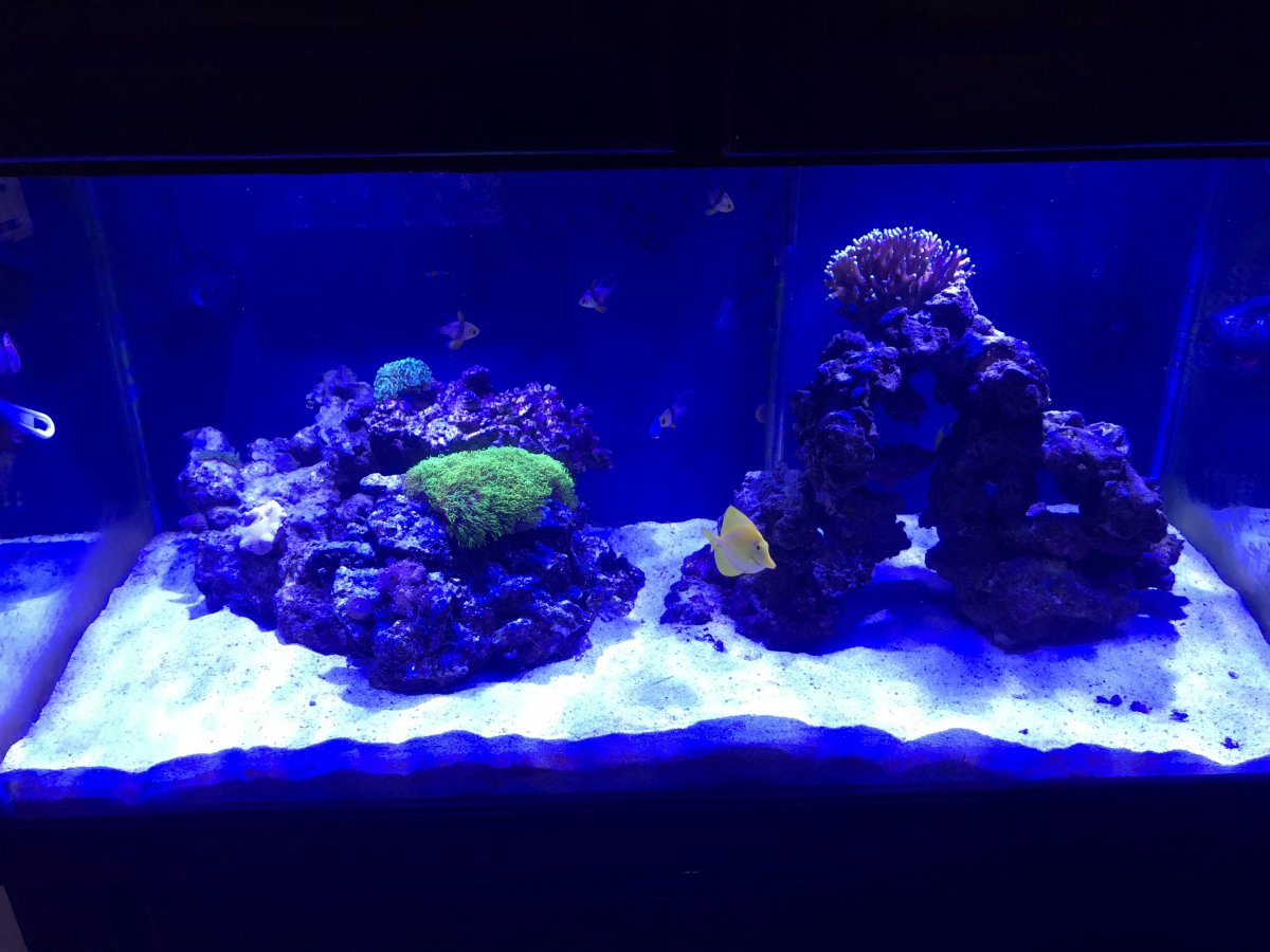 reef 4.jpg