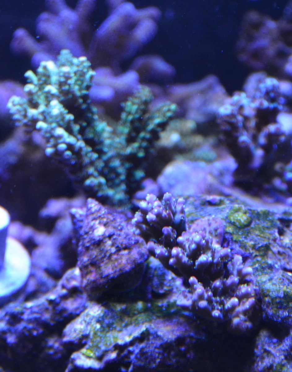 Reef - 4.jpg