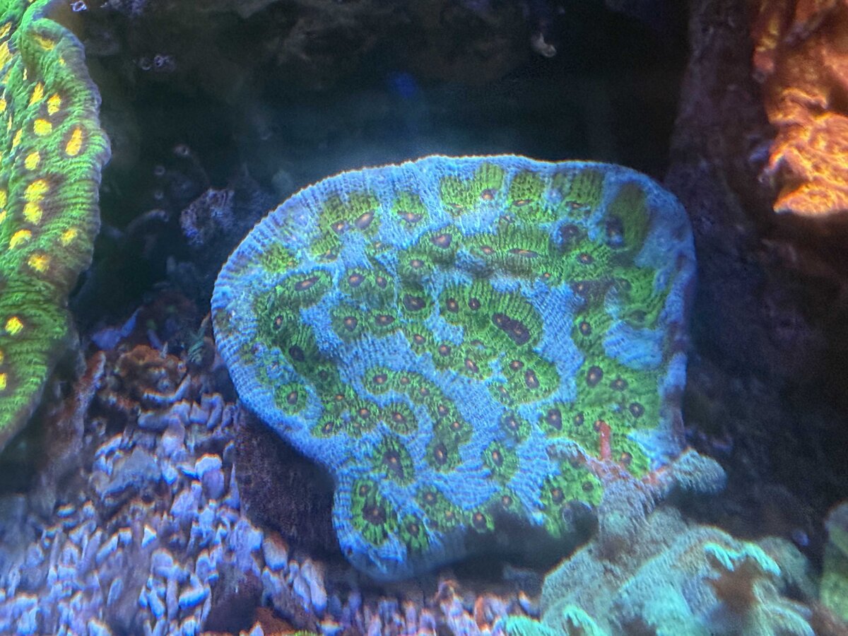 Reef 4.jpg