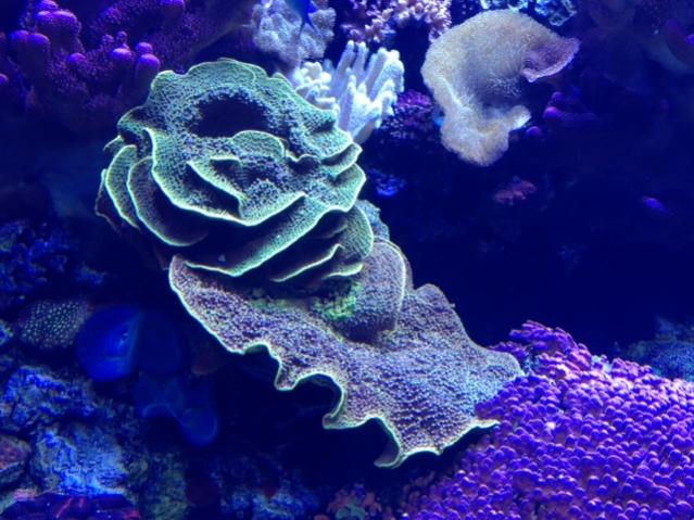 Reef 4 Scroll.jpg