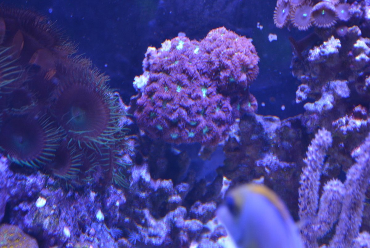 Reef - 5.jpg