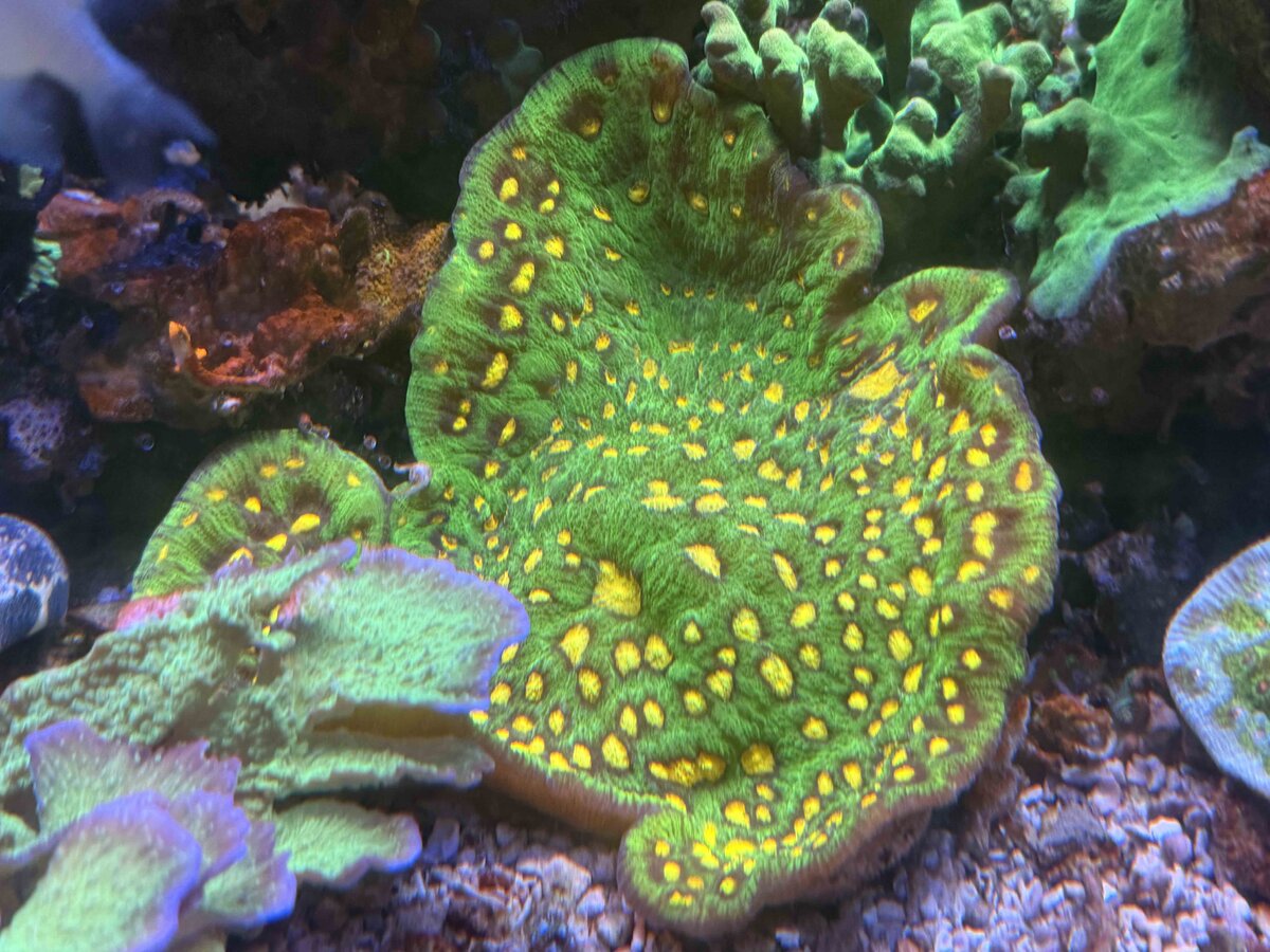 Reef 5.jpg
