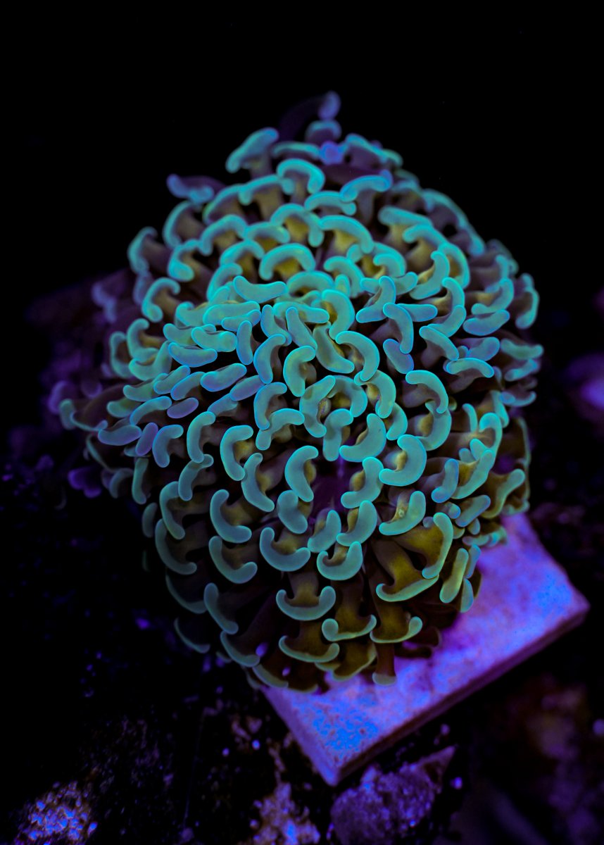 Reef-6.jpg