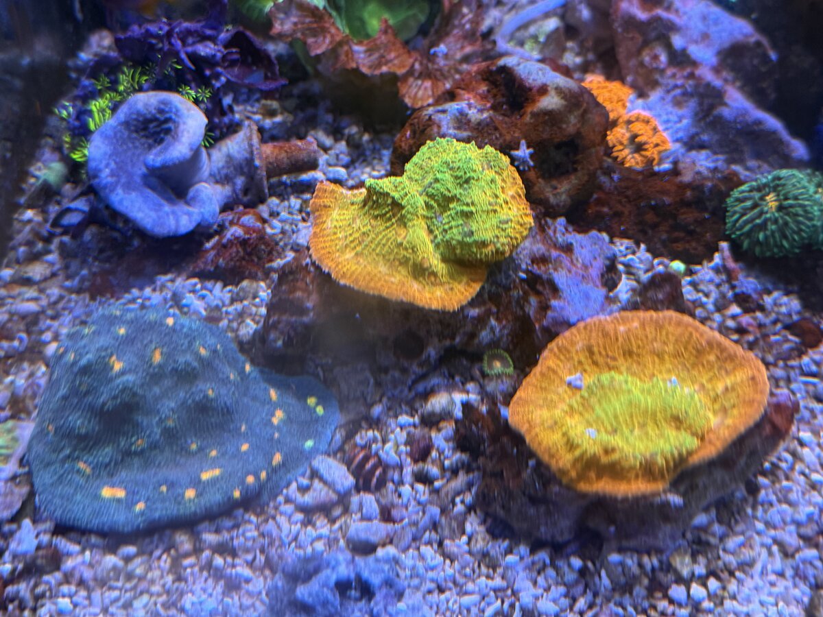 Reef 6.jpg