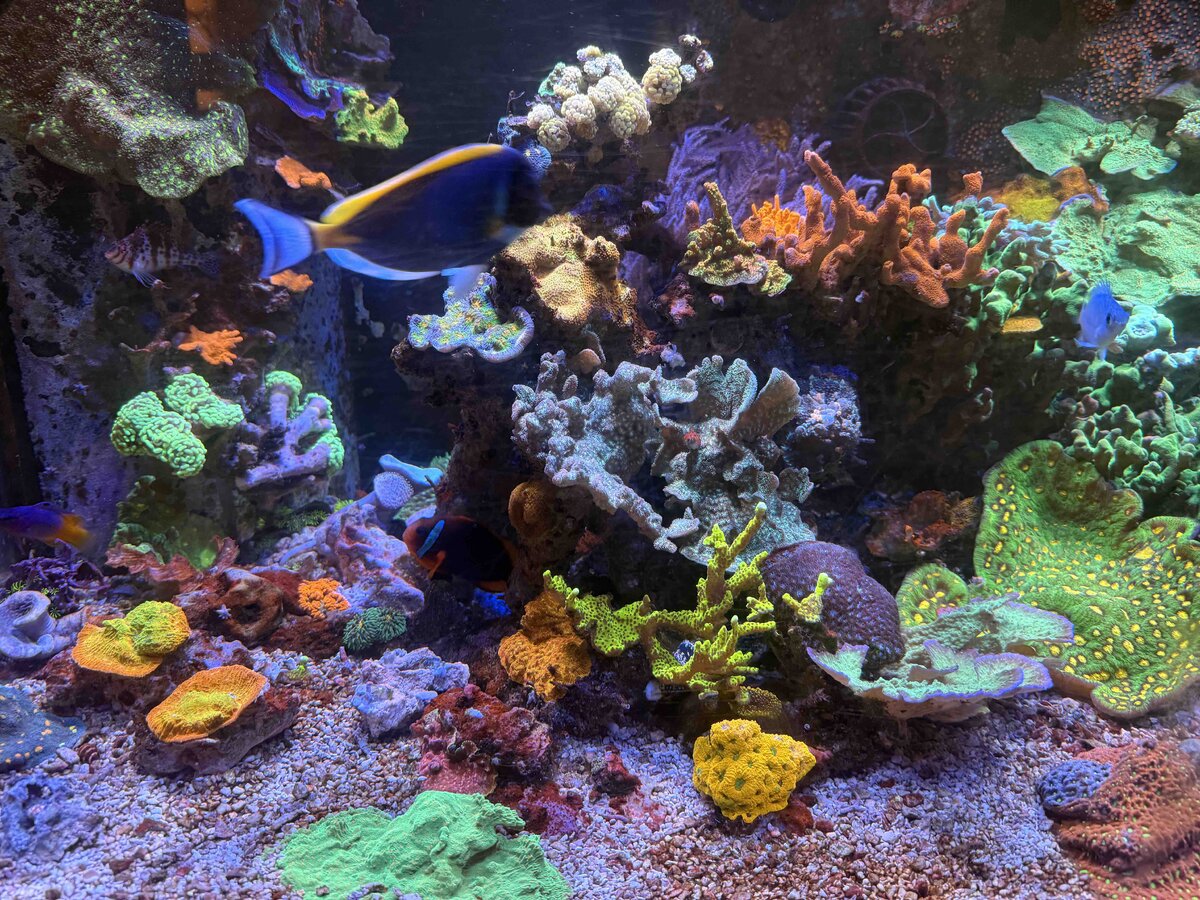 Reef 7.jpg