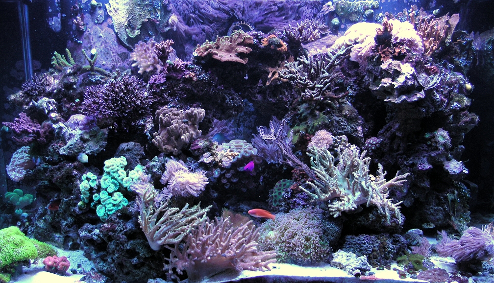 Reef-8-17-11.jpg