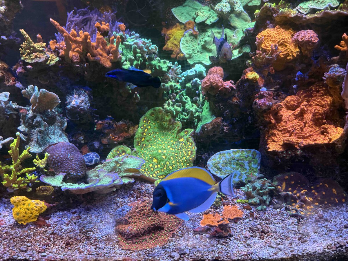 Reef 8.jpg