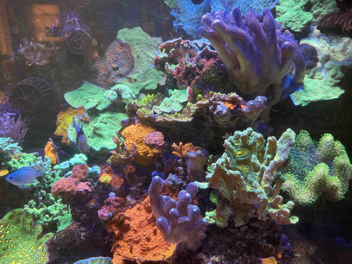Reef 9.jpg