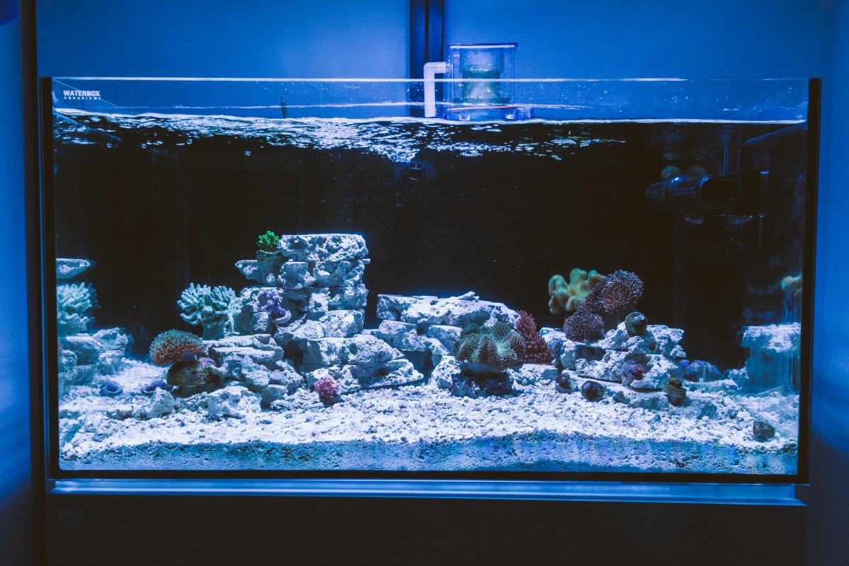 Reef (9 of 13).jpg