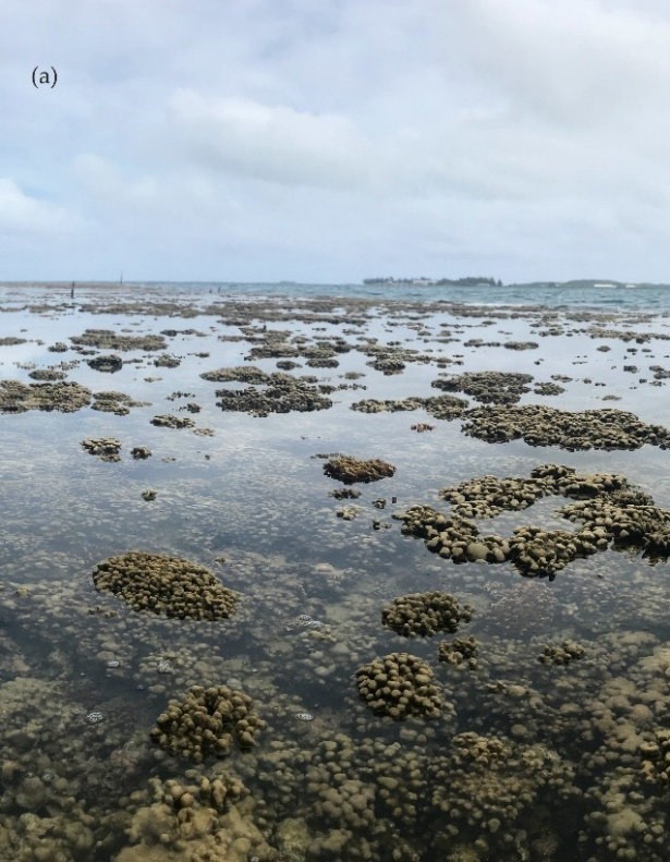Reef-Air-Exposure-a-Reef-exposed-during-low-tide-in-Kaneohe-Bay-Picture-Credit.JPG