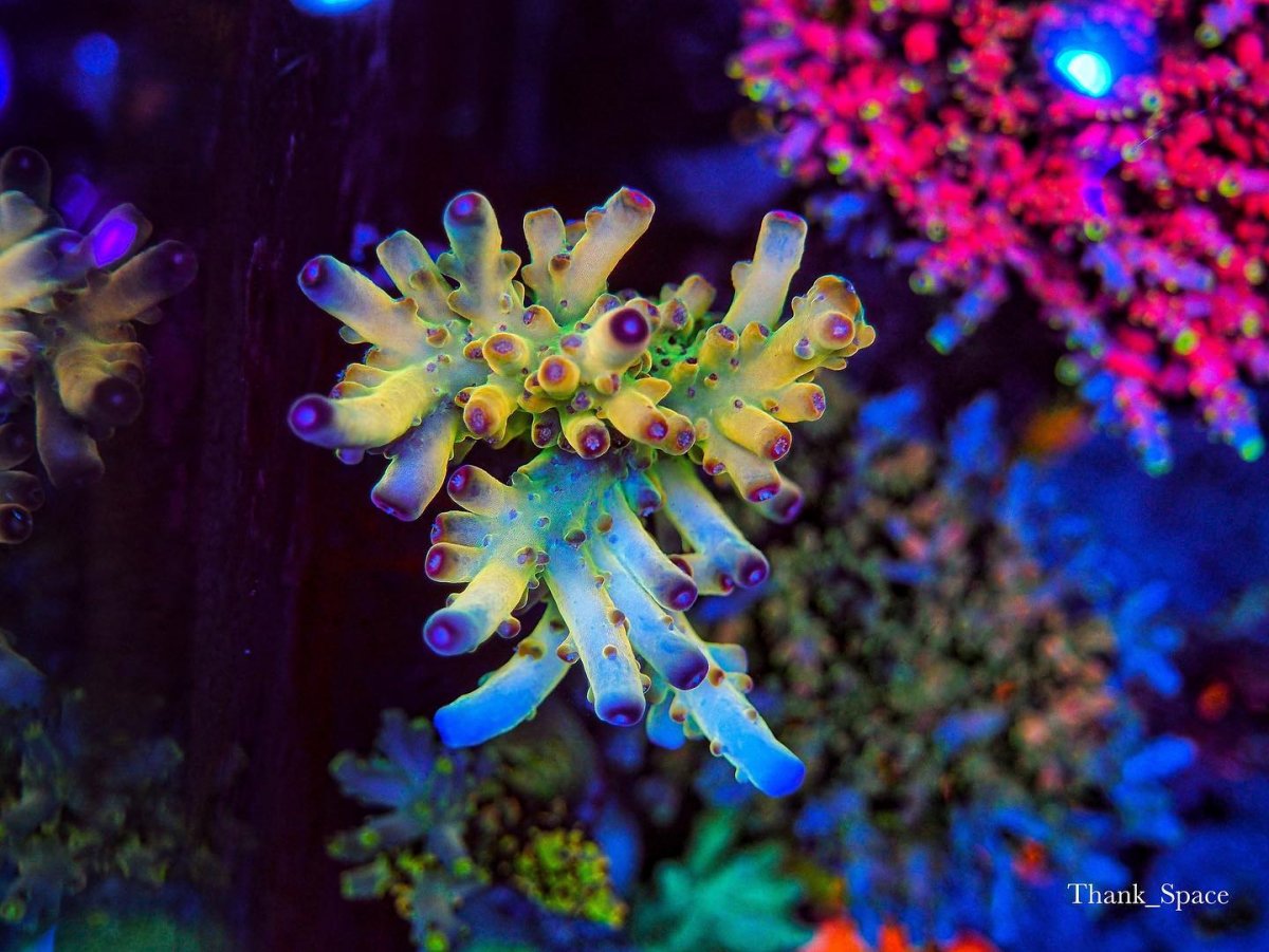reef-aquarium-led-light-coral-color.jpg