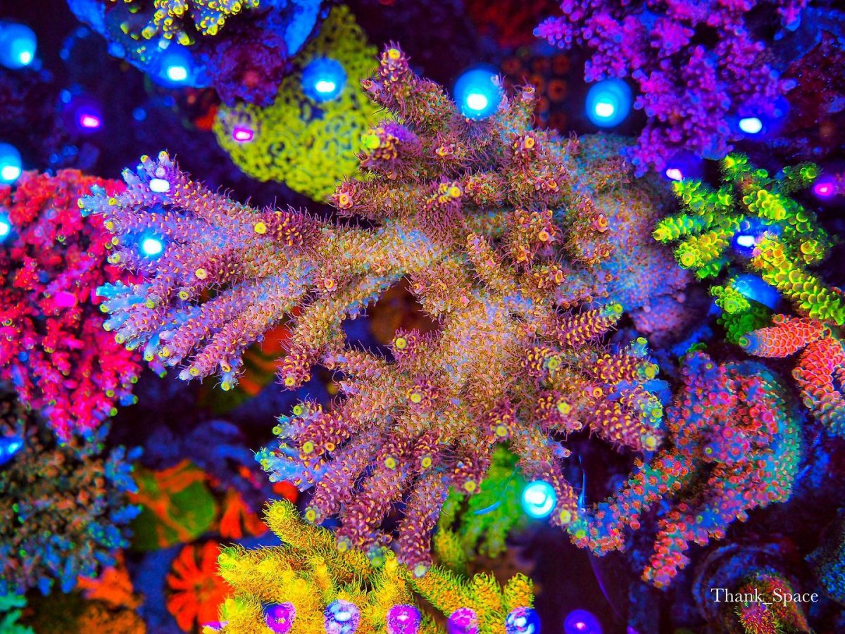 Reef Aquarium LED Light Photos gallery.jpg