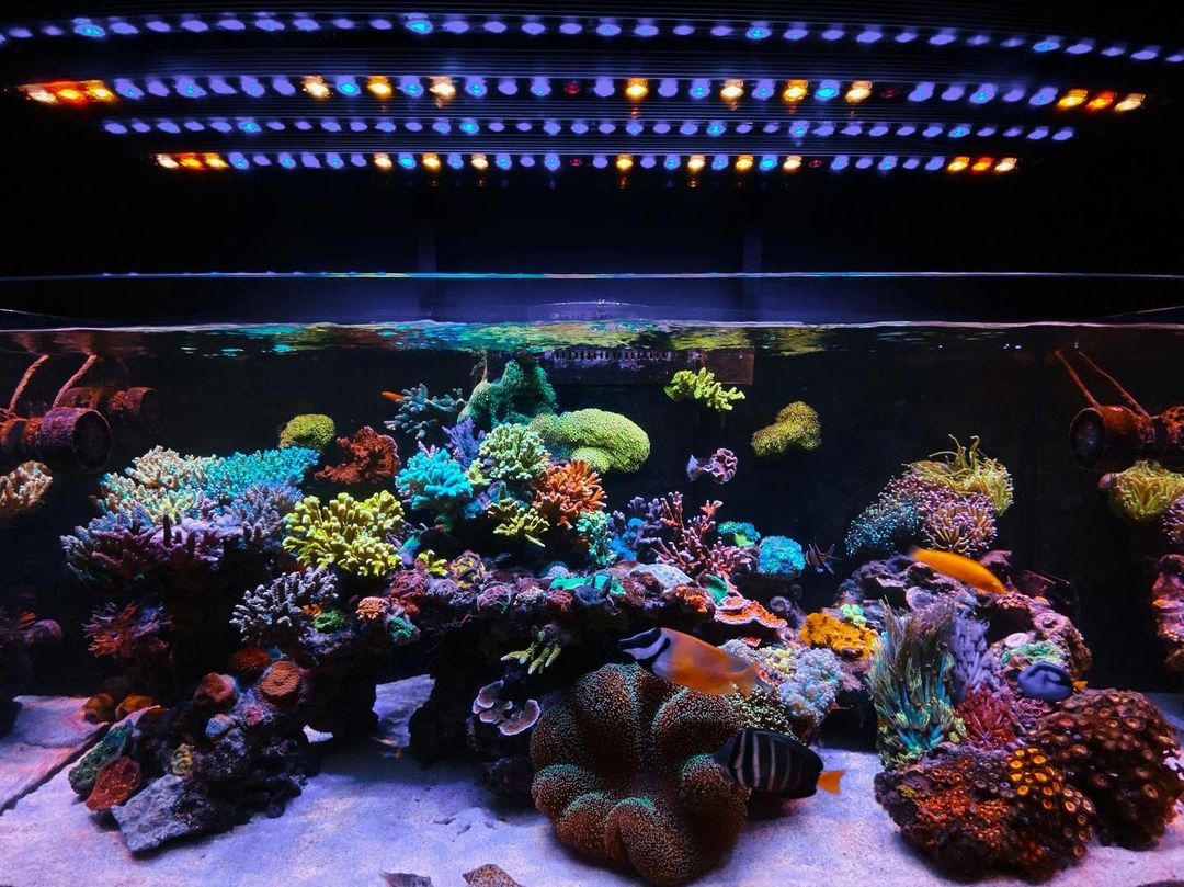 Reef aquarium or3 led bar orphek .JPG