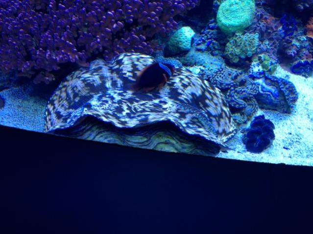 Reef Clam.jpg