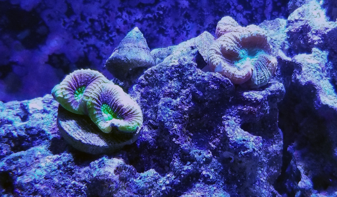 reef coral.png
