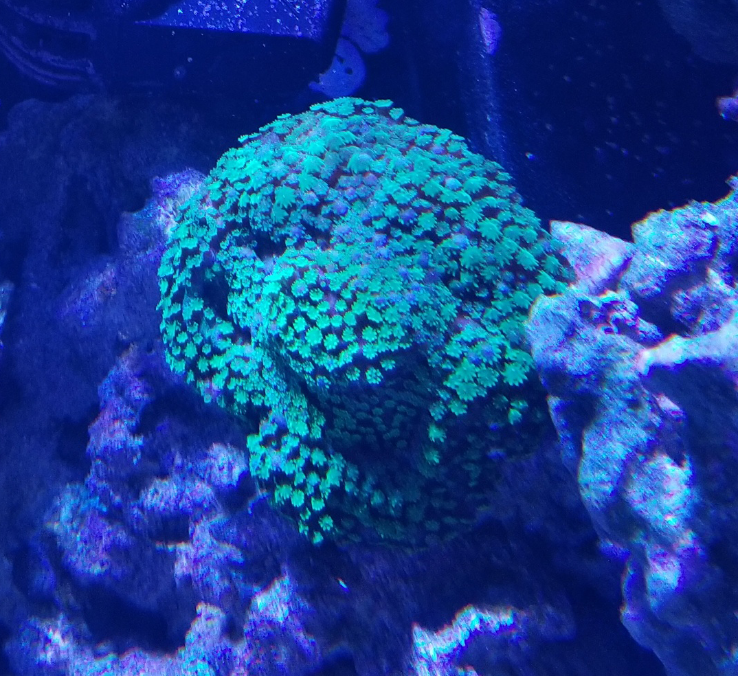 reef coral_1.png