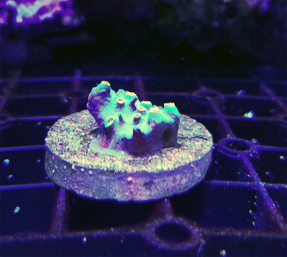 reef coral_2.png
