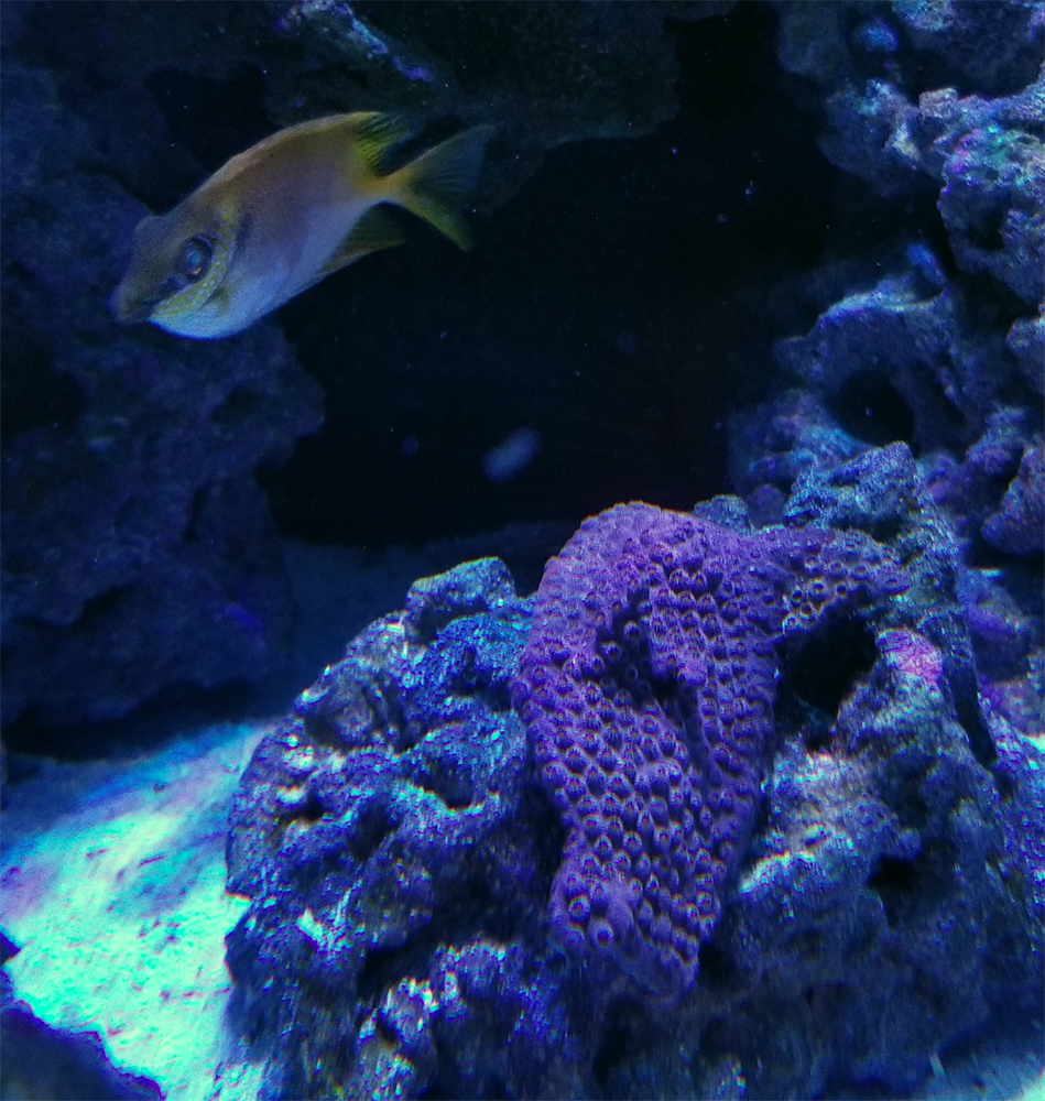reef coral_3.png