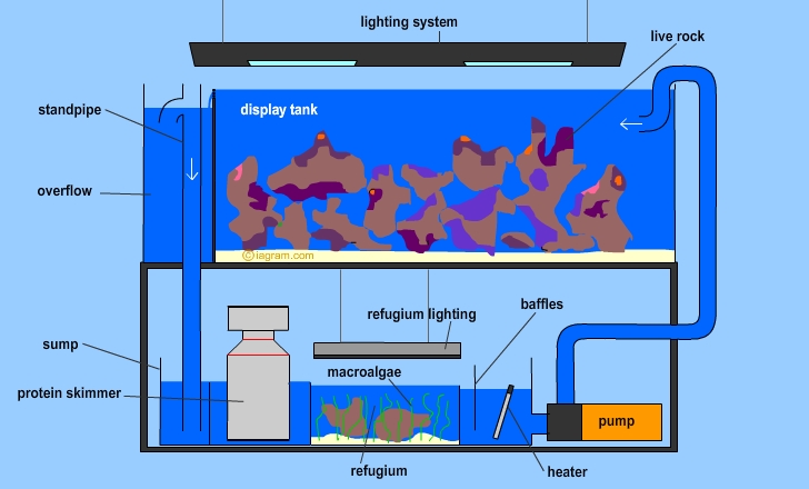reef-diagram.jpg