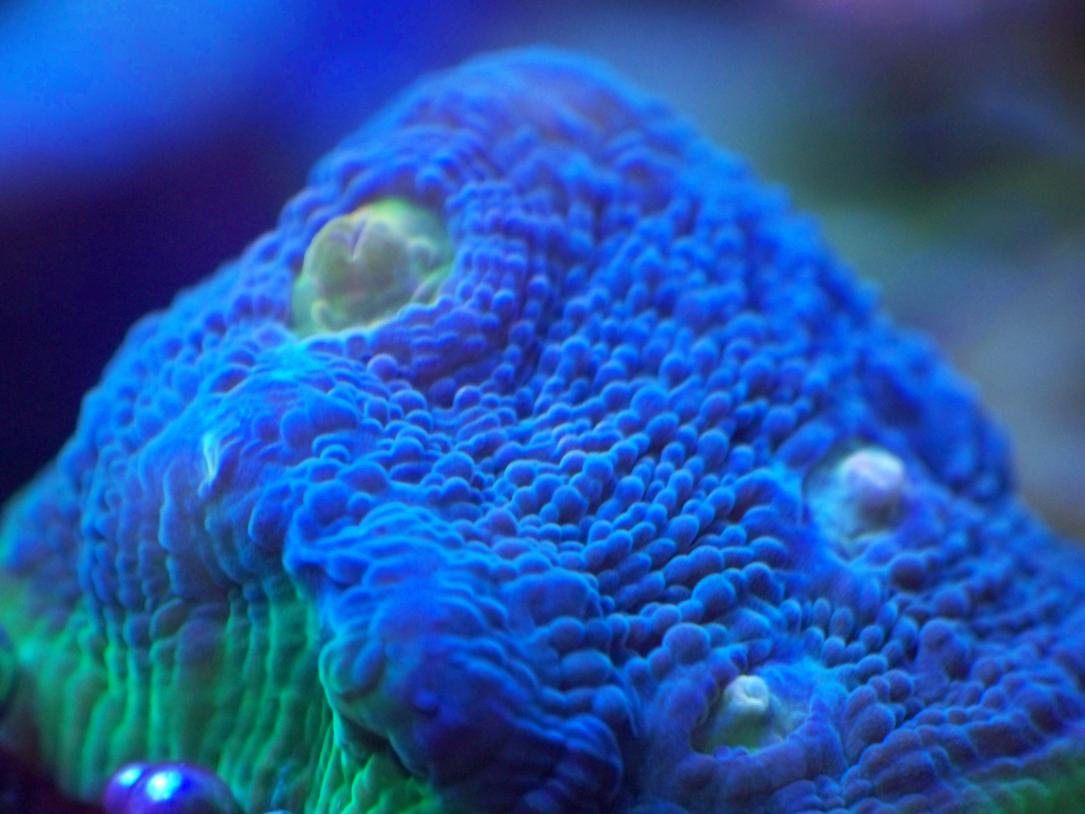 reef empire watermelon.jpg