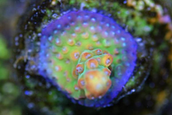 reef-exotic-4.jpg