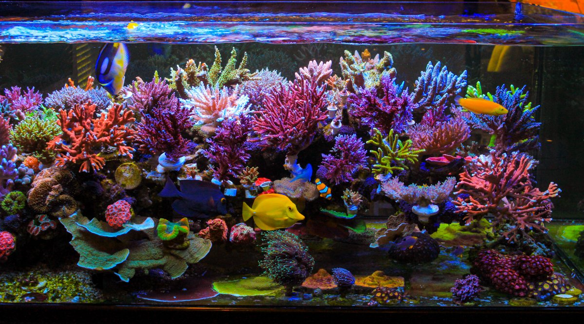 Reef.jpeg