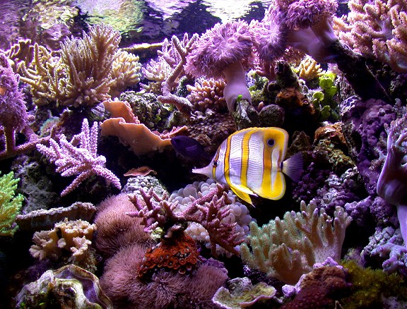 Reef.jpg.jpg