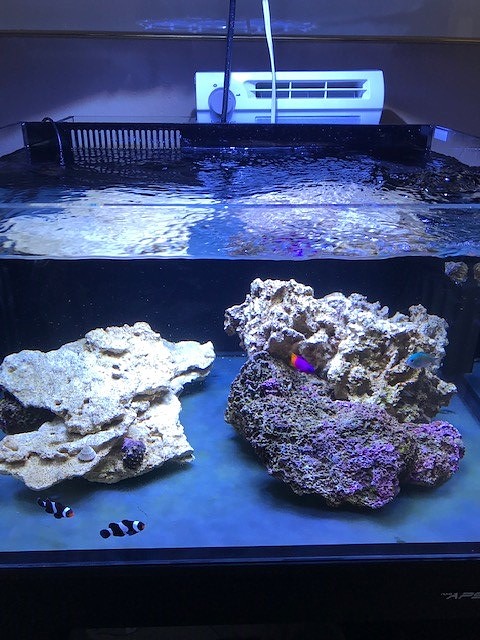 reef.jpg