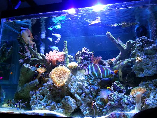 Reef.jpg