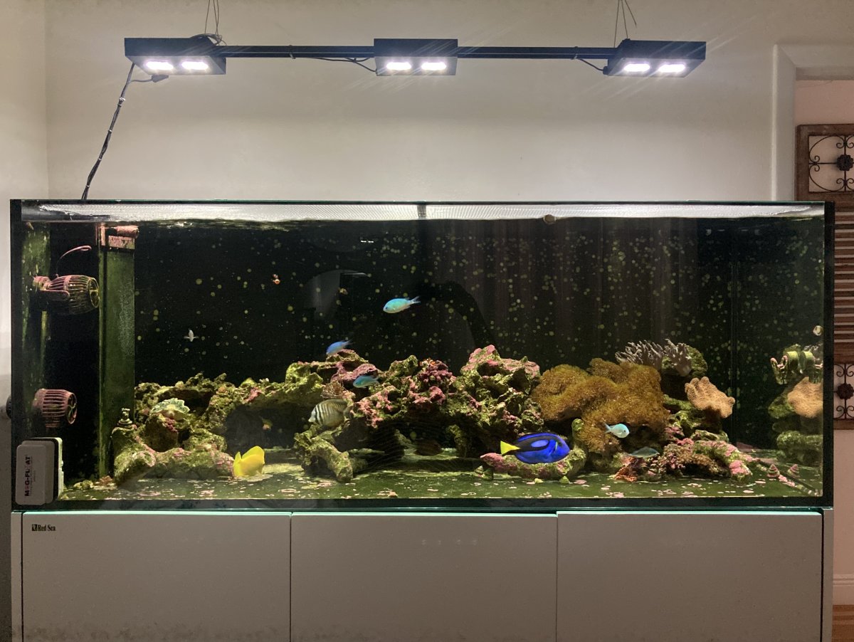 Reef.jpg