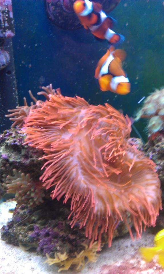reef.jpg