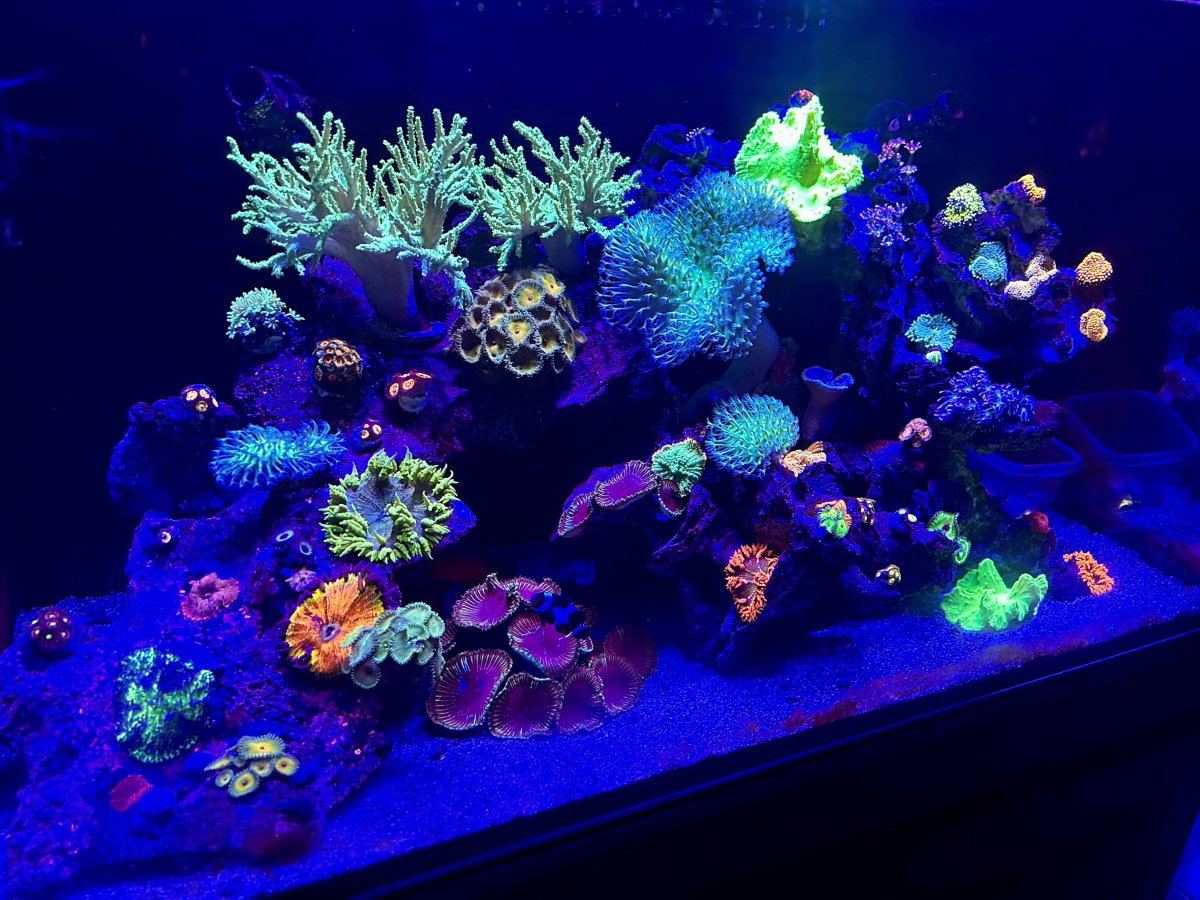 reef.jpg