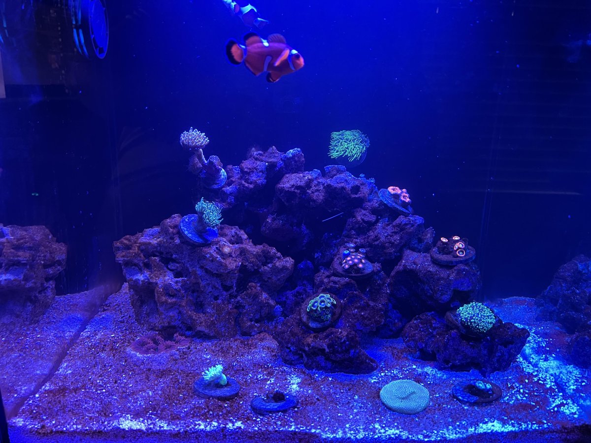 reef.jpg