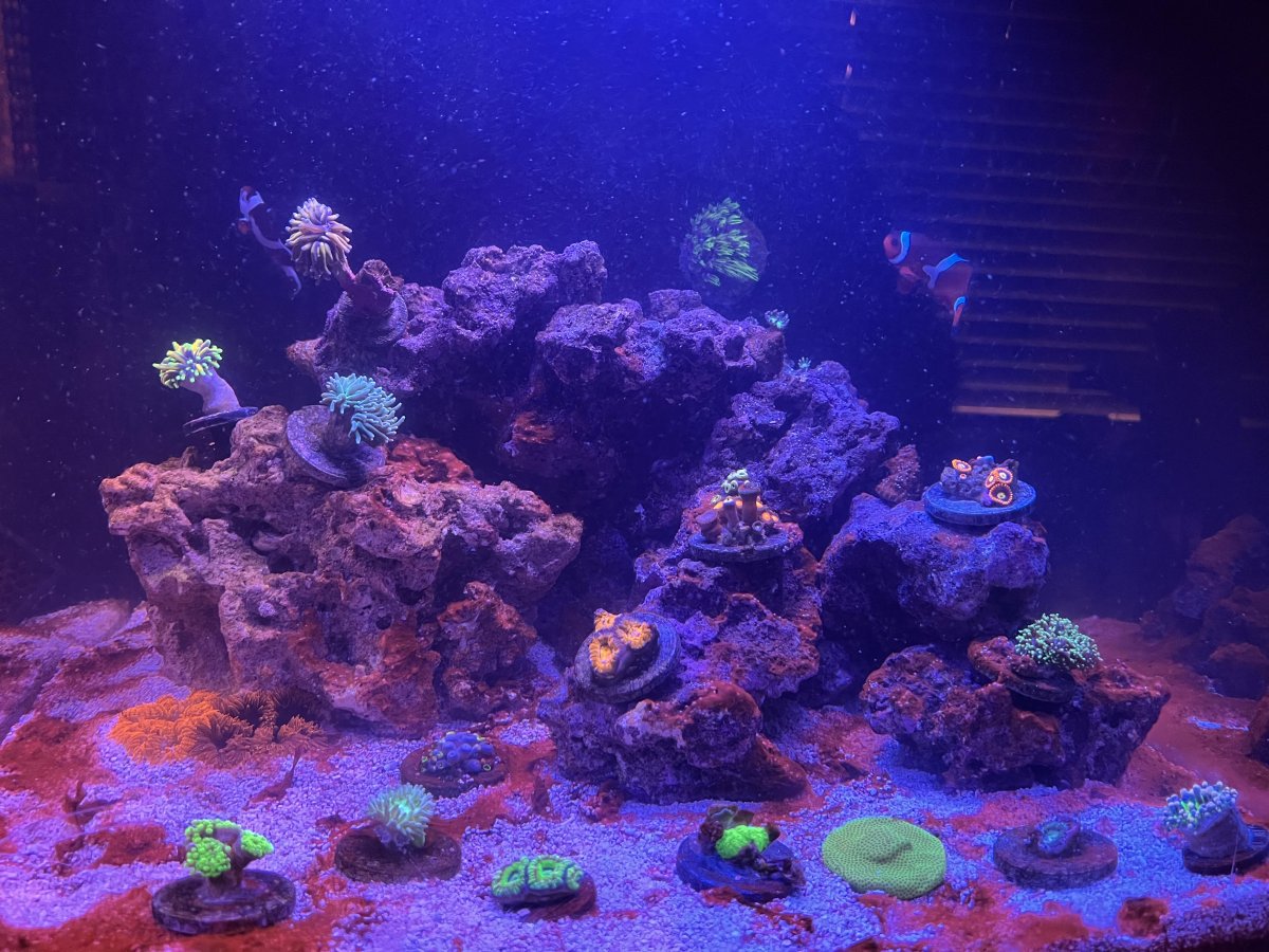 reef.jpg