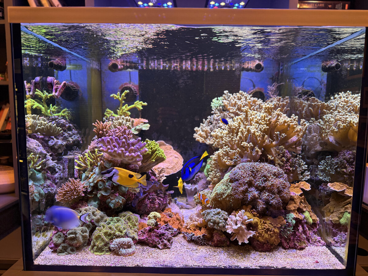 reef.jpg