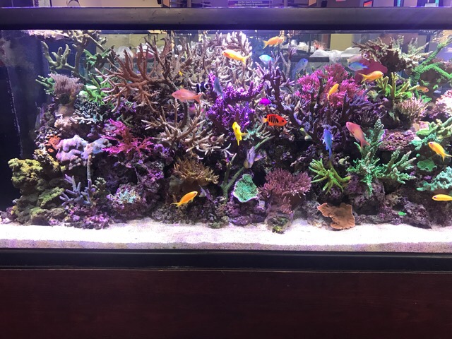 reef.JPG