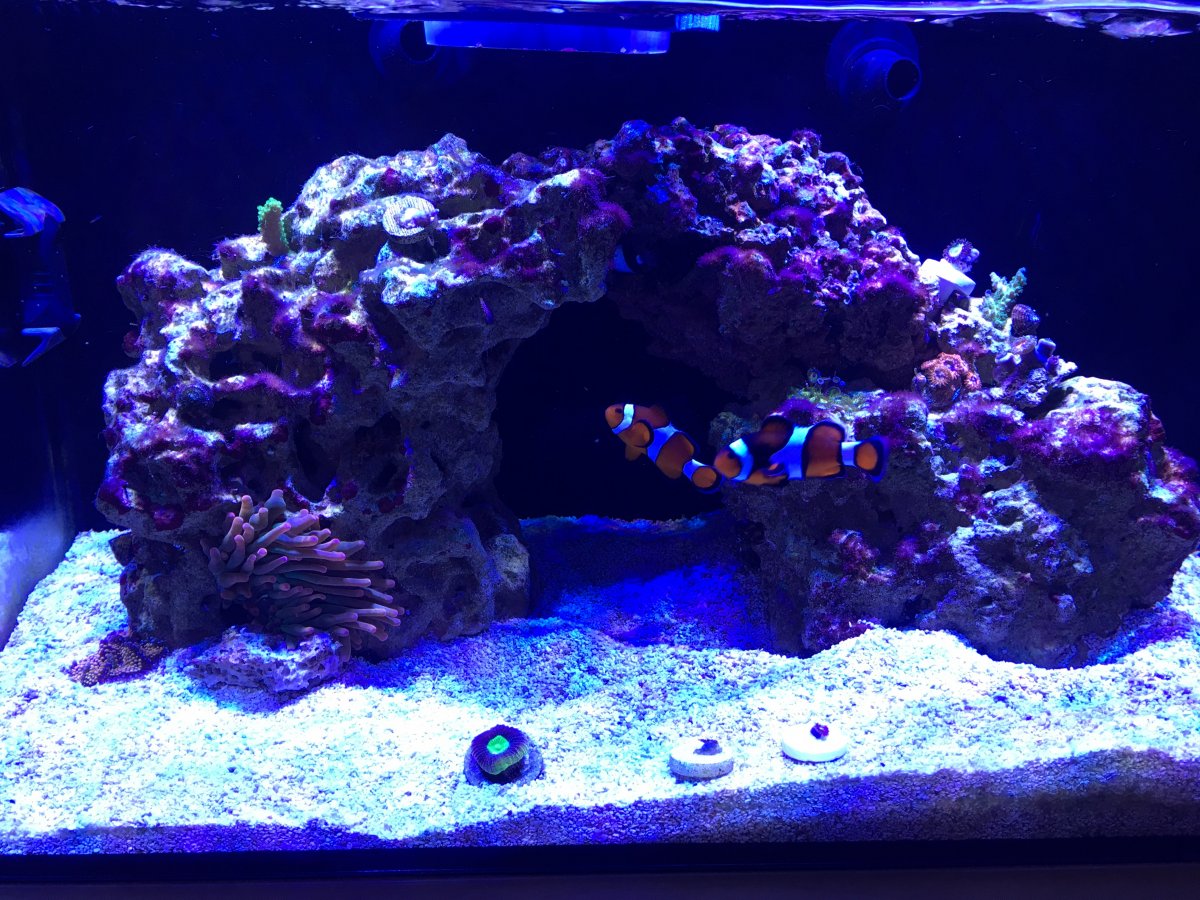 reef.jpg