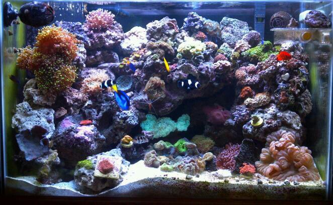 reef.jpg