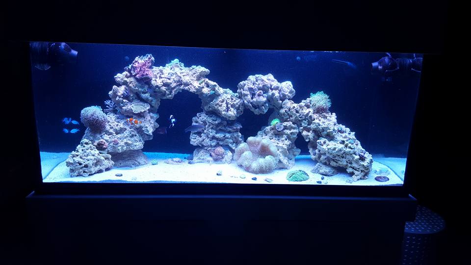 reef.jpg