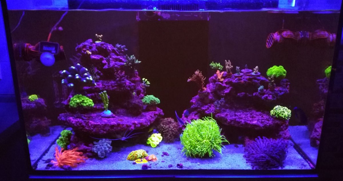reef.JPG