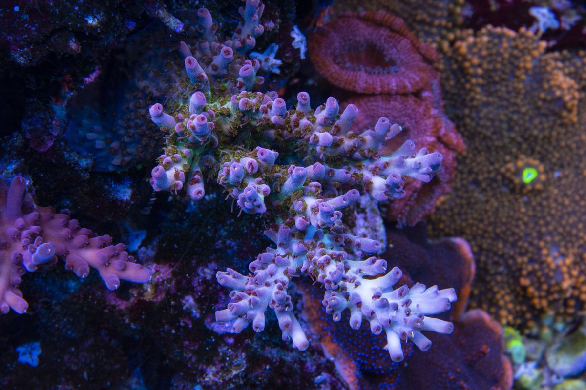 Reef Koi Rando.jpg