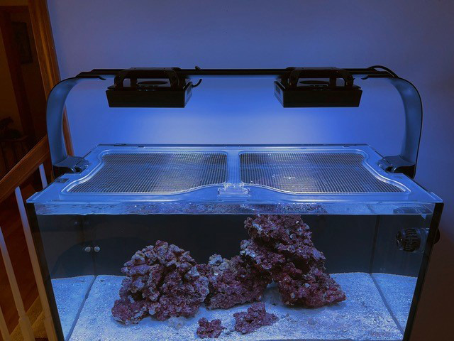reef octopus lux t90 01.jpg