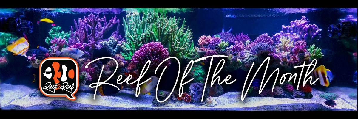 Reef of the month banner .png